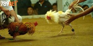 Đá Gà Cựa Dao - Cược Chất Nhận Thưởng Cao Tại 789bet