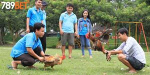 Đá Gà Cựa Sắt - Luật Chơi, Dòng Gà, Chiến Thuật Thi Đấu
