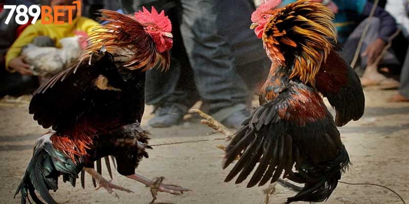 Điểm mạnh của giống gà chọi Việt Nam