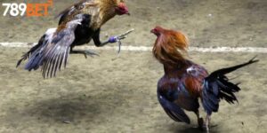 Gà Chọi Việt Nam - Đặc Điểm, Dòng Giống Và Phong Cách