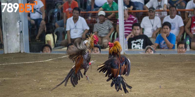 Kinh nghiệm chơi đá gà hiệu quả từ chuyên gia 