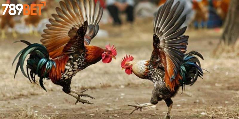 Luật chơi chọi kê đơn giản và dễ nhớ 