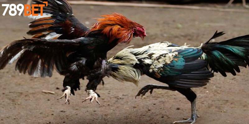 Sức hút nổi bật nhất của đá gà 789BET