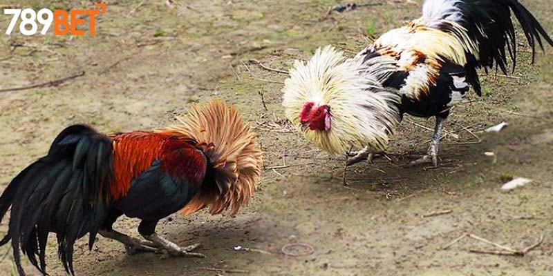 Top hình thức chọi kê được săn đón bậc nhất